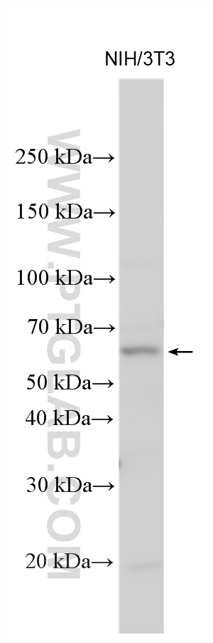 Various lysates were subjected to SDS PAGE followed by western blot with 28197-1-AP (ETV1 antibody) at dilution of 1:800 incubated at room temperature for 1.5 hours. WB analysis using 28197-1-AP