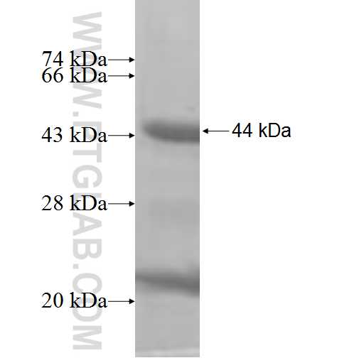 ETV1 fusion protein Ag10020 SDS-PAGE