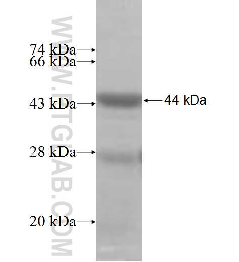 ETV1 fusion protein Ag10023 SDS-PAGE
