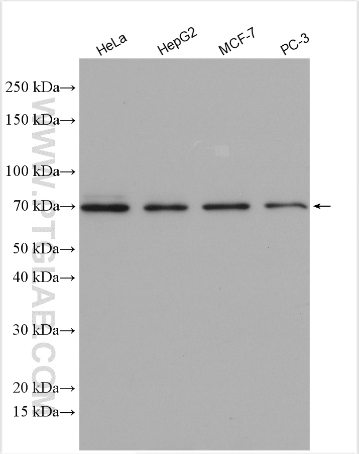 WB analysis using 13011-1-AP