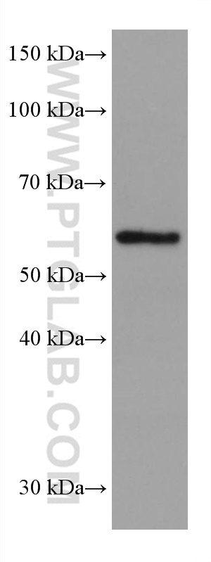 WB analysis of K-562 using 67579-1-Ig