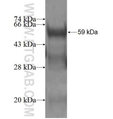 ETV7 fusion protein Ag3724 SDS-PAGE