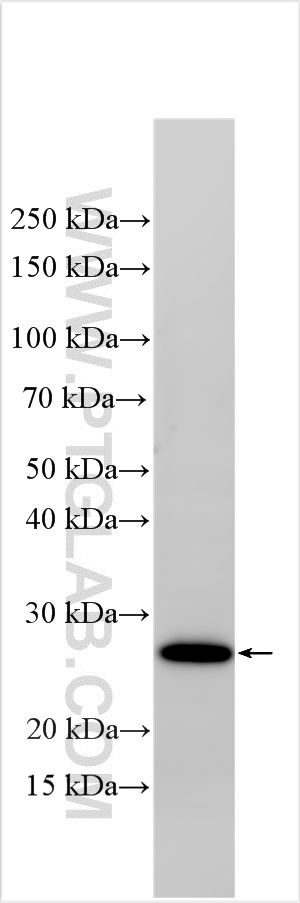WB analysis using 20793-1-AP