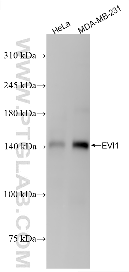 WB analysis using 86935-1-RR