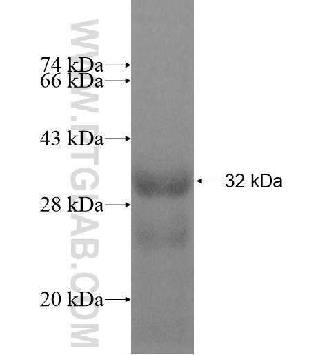 EVI2A fusion protein Ag11121 SDS-PAGE EVI2A fusion protein Ag11121 SDS-PAGE