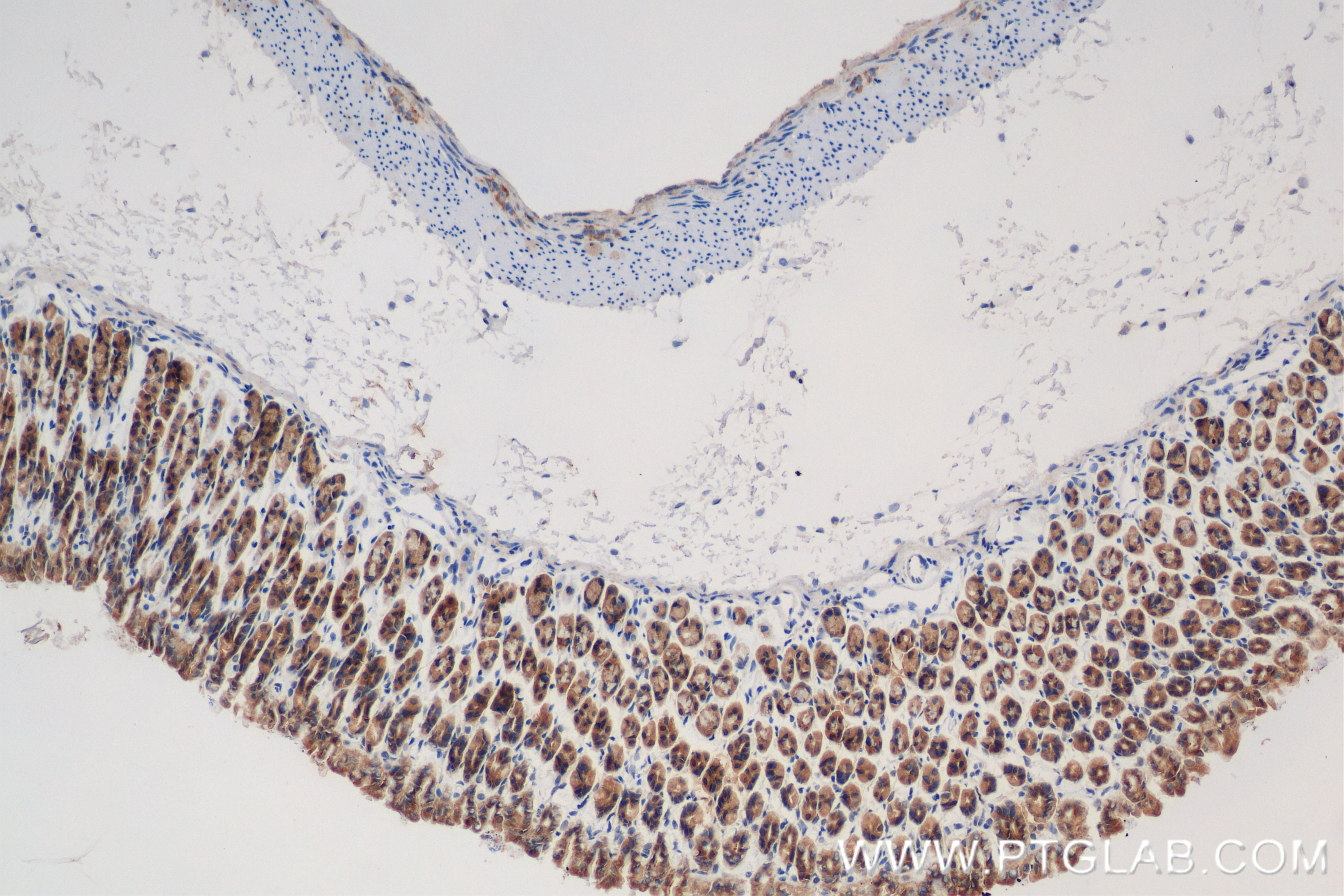 IHC staining of mouse stomach using 84738-2-RR