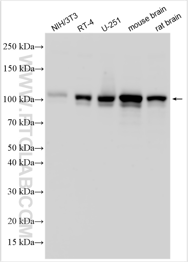 WB analysis using 32934-1-AP (same clone as 32934-1-PBS)