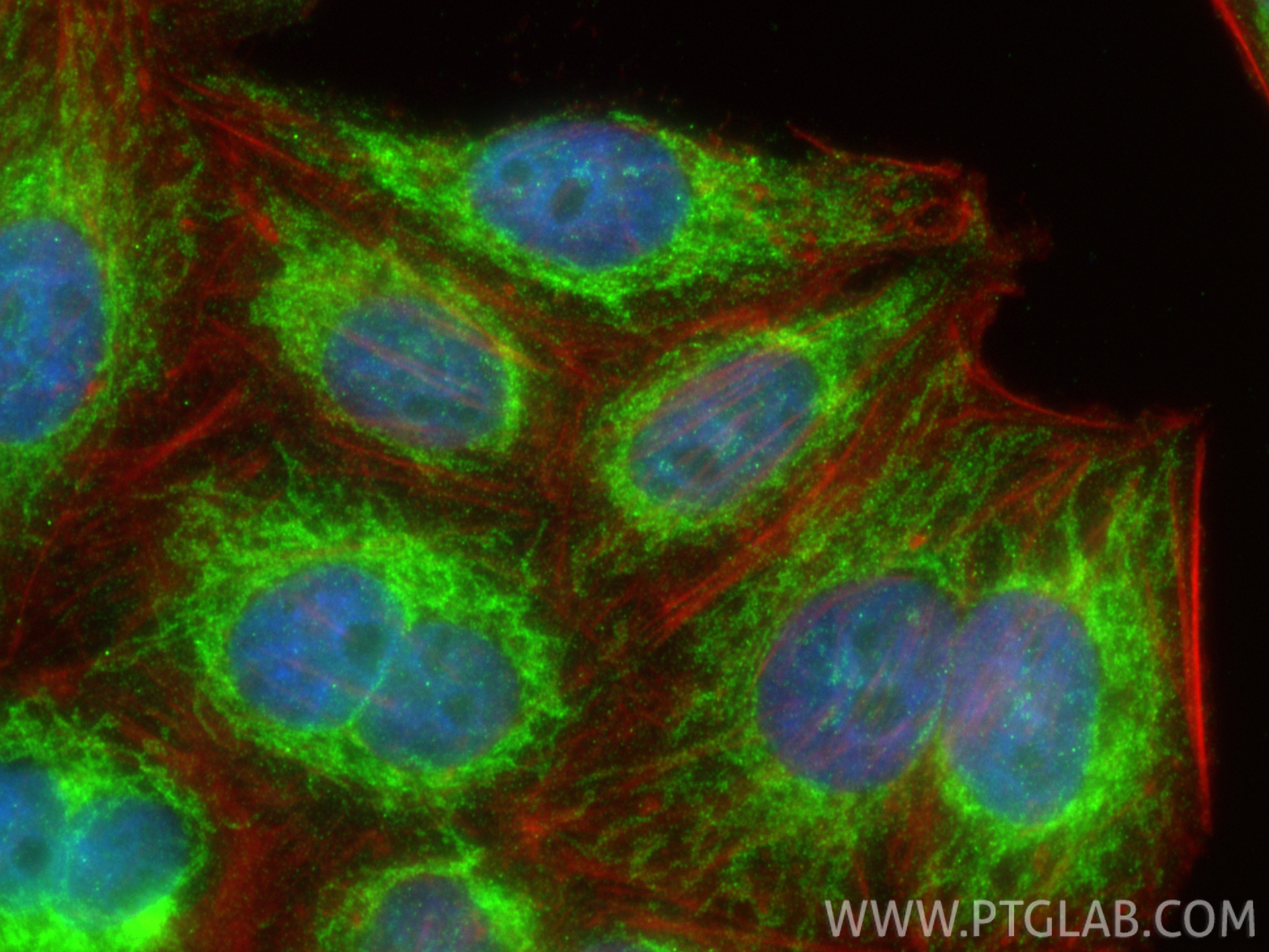 Immunofluorescent analysis of (4% PFA) fixed HepG2 cells using EXD2 antibody (20138-1-AP) at dilution of 1:400 and CoraLite®488-Conjugated Goat Anti-Rabbit IgG(H+L) (<a class='green' href='/productredirect?CatalogNo=SA00013-2' target='_blank'>SA00013-2</a>), CL594-Phalloidin (red). IF Staining of HepG2 using 20138-1-AP
