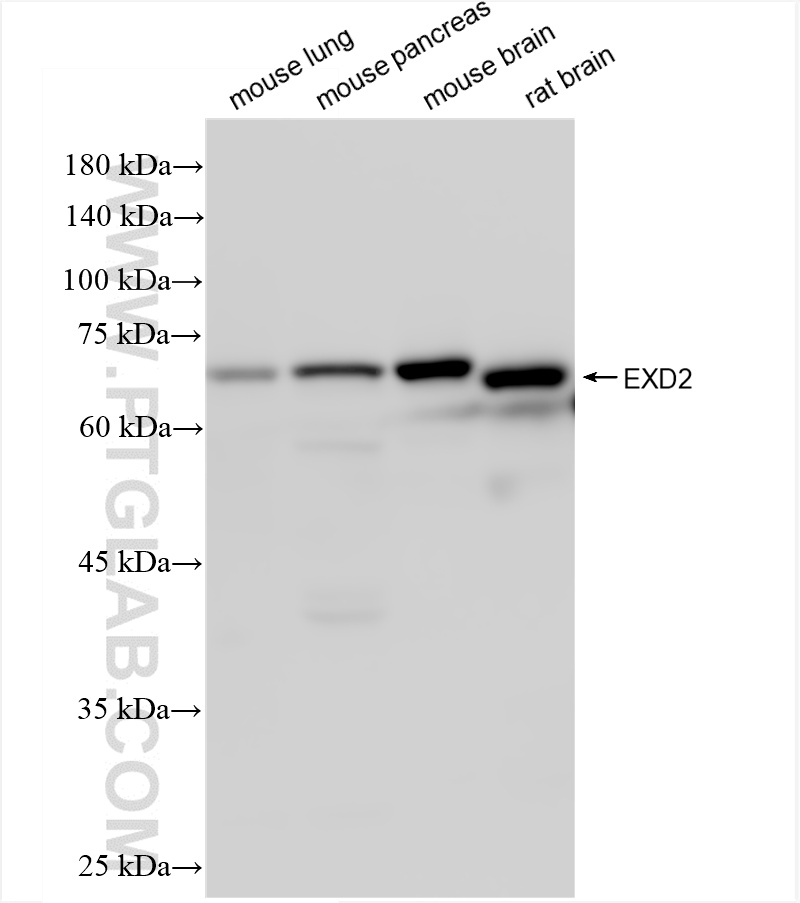 WB analysis using 85832-4-RR (same clone as 85832-4-PBS)