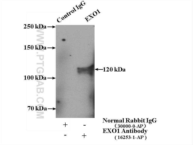 IP experiment of mouse thymus using 16253-1-AP