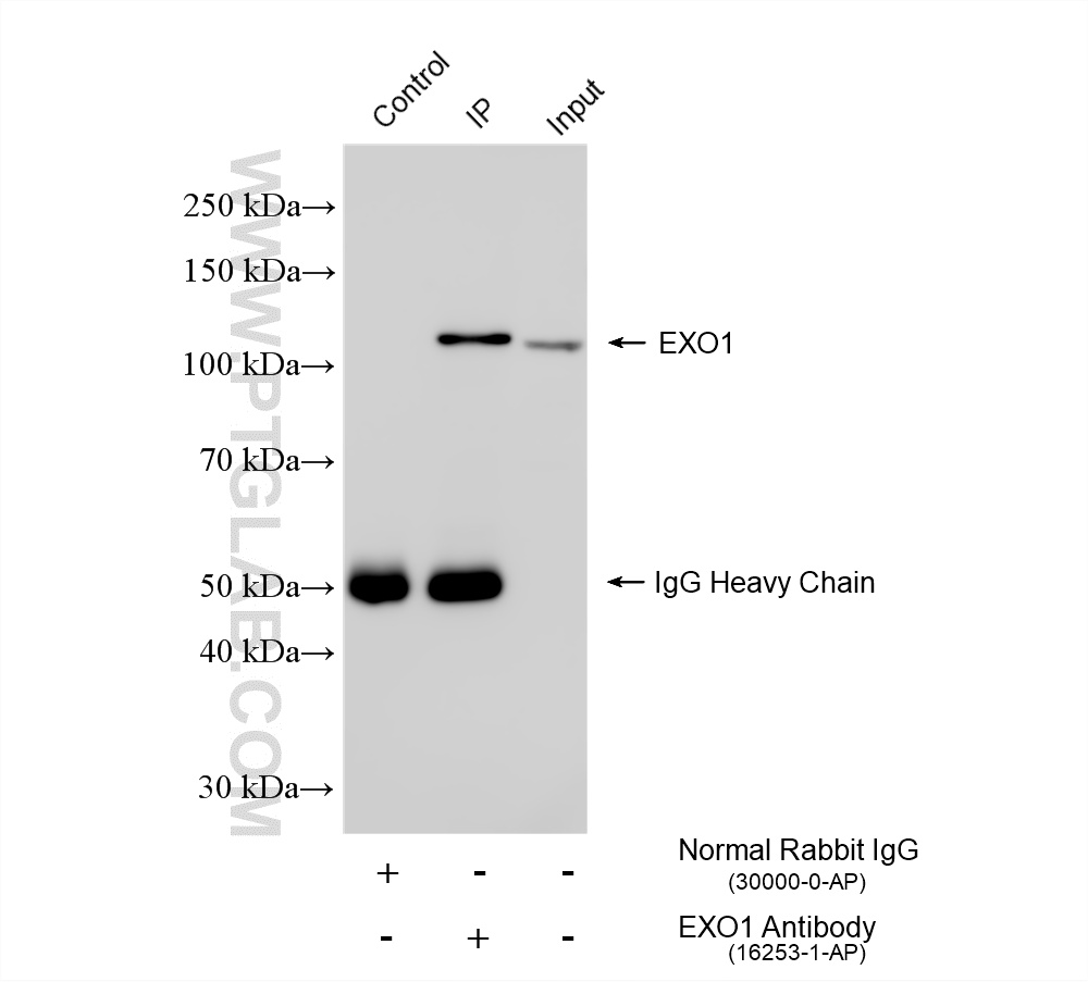 IP experiment of HEK-293T using 16253-1-AP