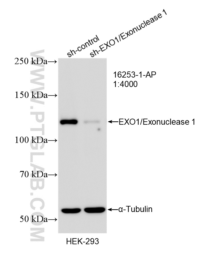 WB analysis of HEK-293 using 16253-1-AP
