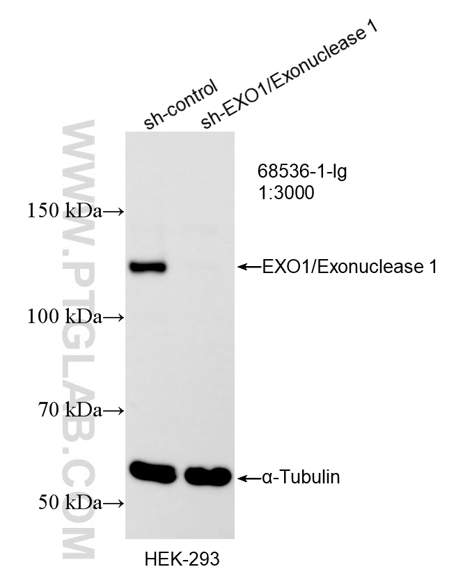 WB analysis of HEK-293 using 68536-1-Ig