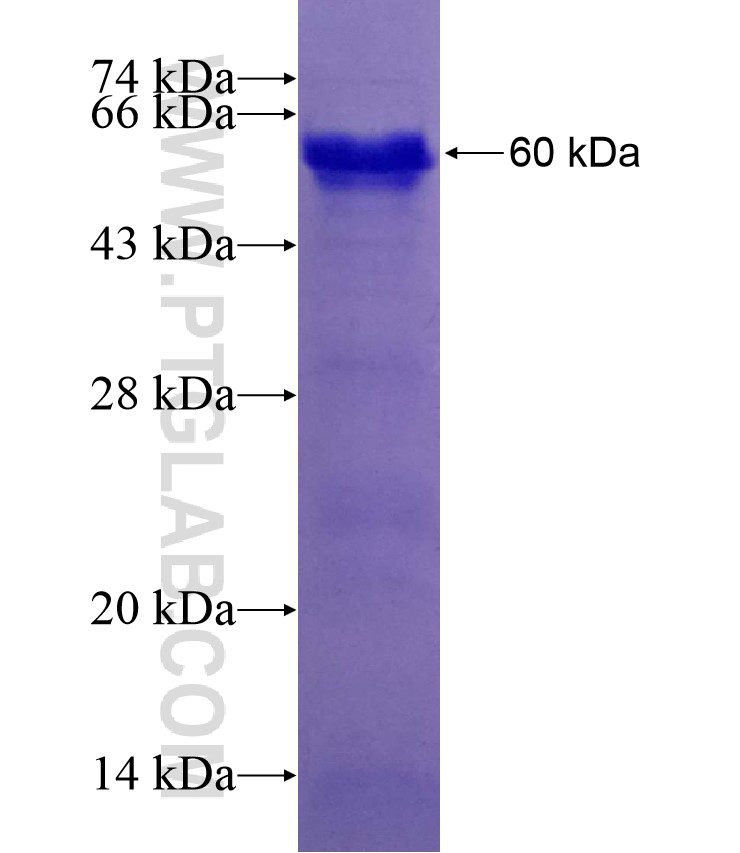 EXO1 fusion protein Ag9253 SDS-PAGE