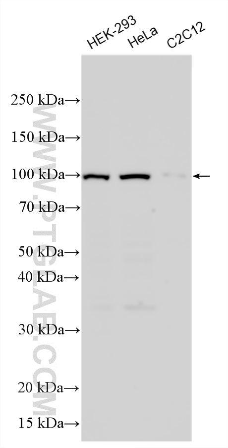 Various lysates were subjected to SDS PAGE followed by western blot with 11690-1-AP (EXOC1 antibody) at dilution of 1:1000 incubated at room temperature for 1.5 hours. WB analysis using 11690-1-AP