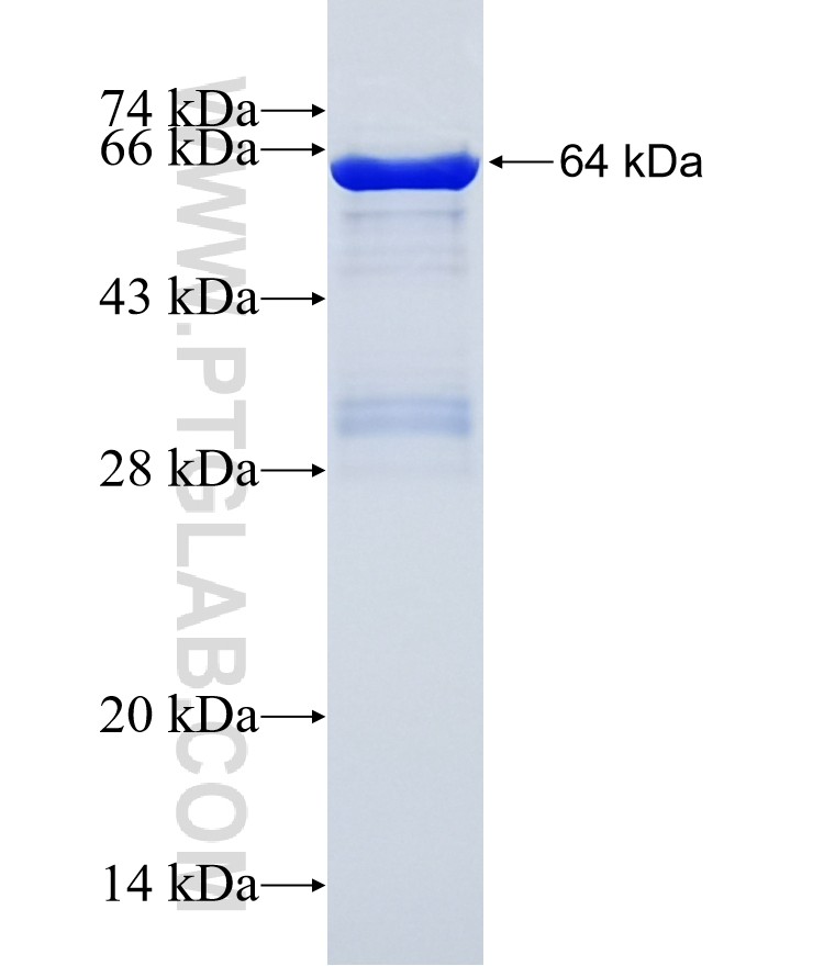 EXOC3L fusion protein Ag15025 SDS-PAGE