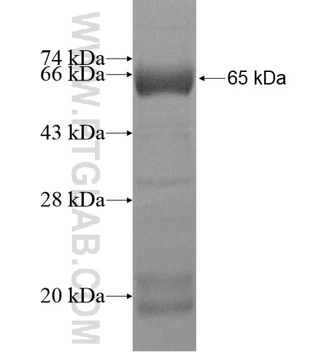 SEC10 fusion protein Ag11524 SDS-PAGE