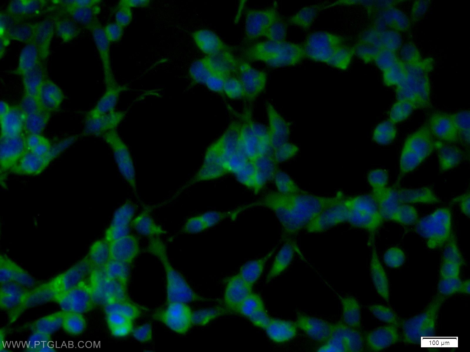 IF Staining of HEK-293 using 55440-1-AP