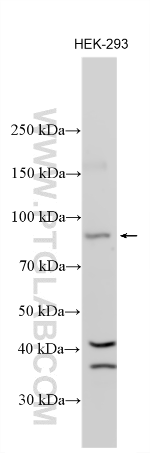 WB analysis using 55440-1-AP