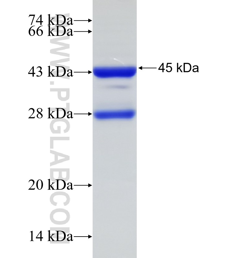 EXOC8 fusion protein Ag33300 SDS-PAGE