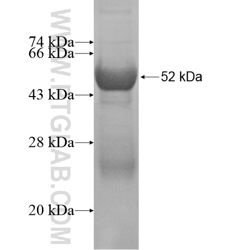 EXOG fusion protein Ag16122 SDS-PAGE