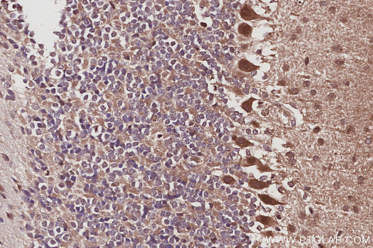 IHC staining of mouse cerebellum using 12585-1-AP