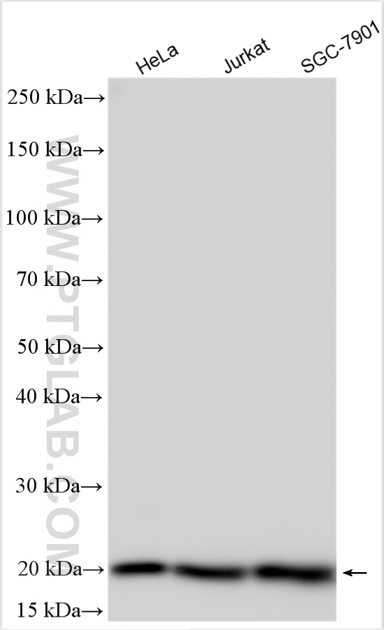 WB analysis using 12585-1-AP