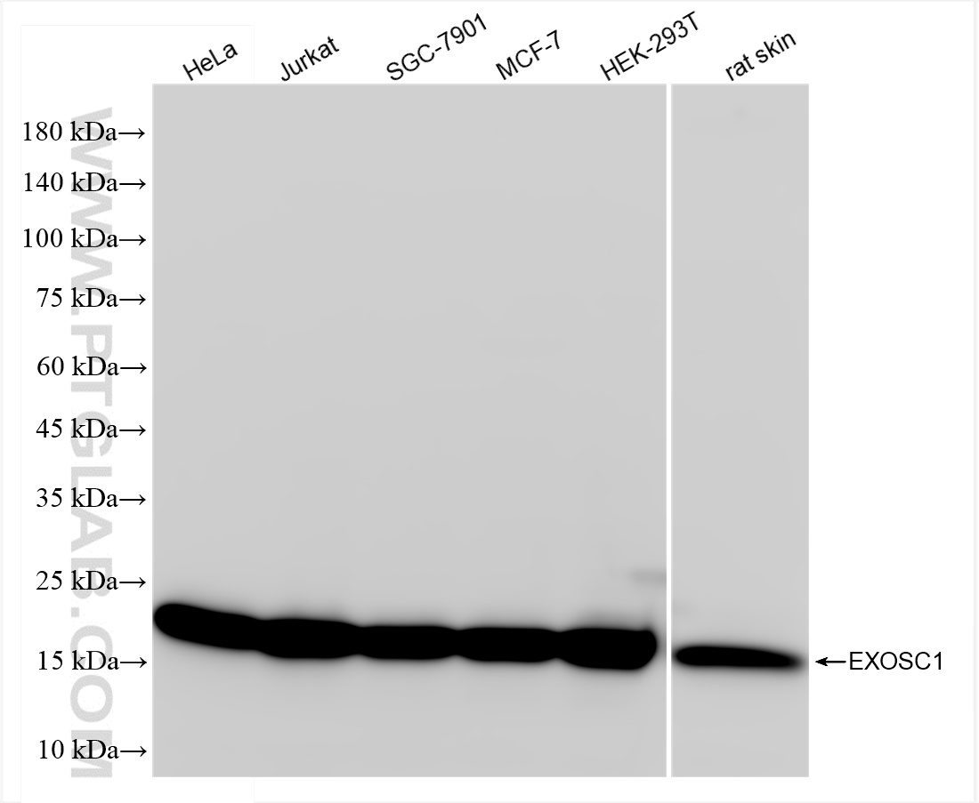 WB analysis using 83875-5-RR (same clone as 83875-5-PBS)