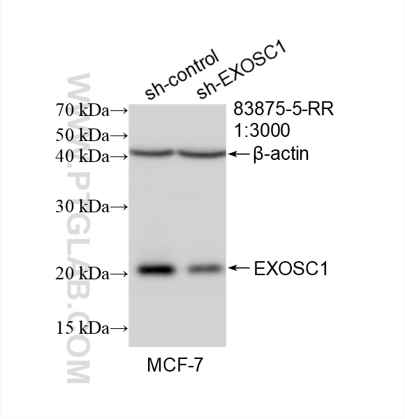 WB analysis of MCF-7 using 83875-5-RR (same clone as 83875-5-PBS)