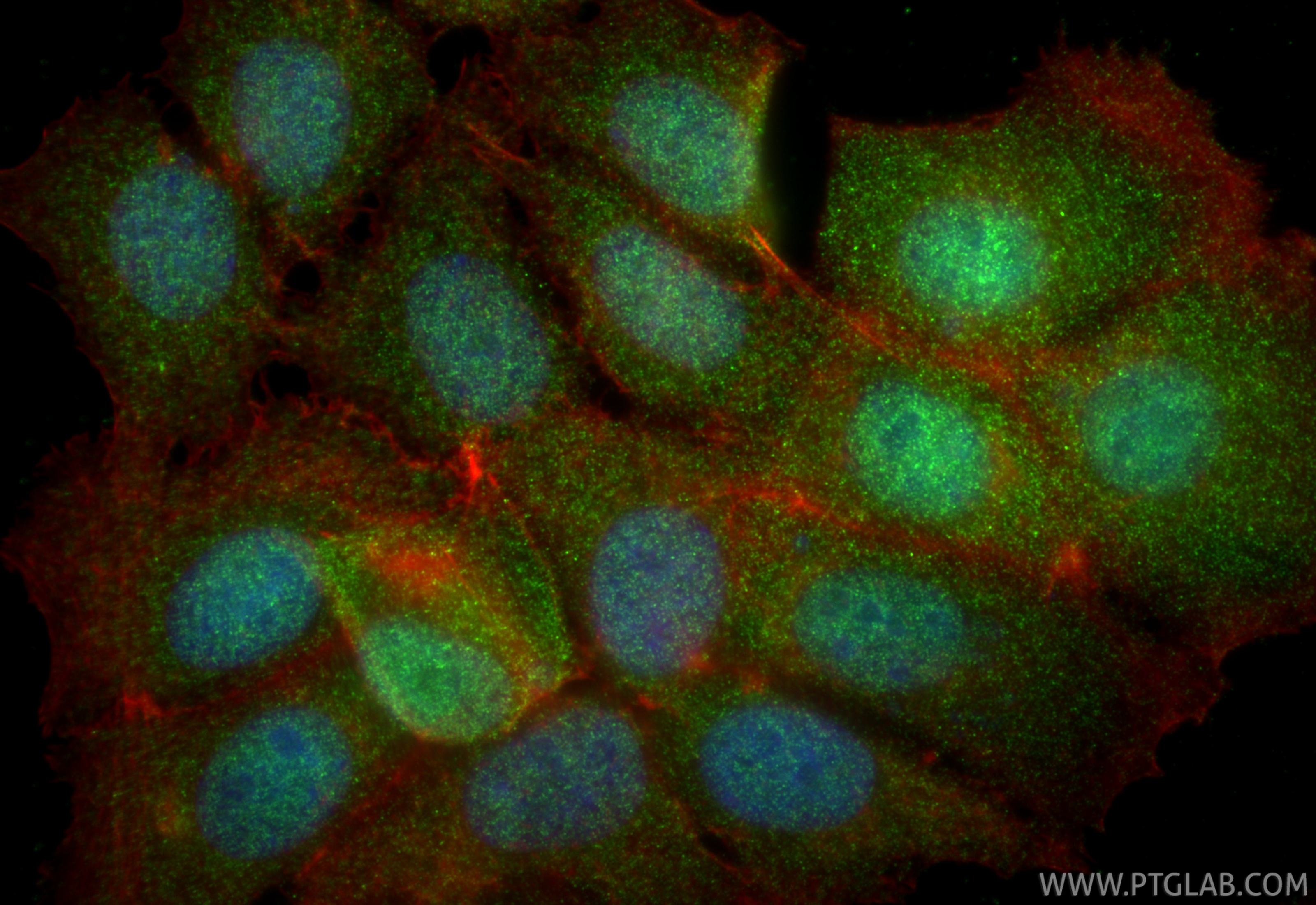 Immunofluorescent analysis of (4% PFA) fixed MCF-7 cells using EXOSC2 antibody (14805-1-AP) at dilution of 1:400 and CoraLite®488-Conjugated Goat Anti-Rabbit IgG(H+L) (<a class='green' href='/productredirect?CatalogNo=SA00013-2' target='_blank'>SA00013-2</a>), CL594-phalloidin (red). IF Staining of MCF-7 using 14805-1-AP