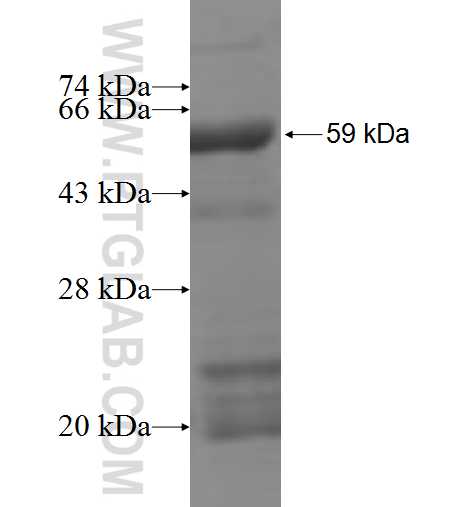 EXOSC2 fusion protein Ag6525 SDS-PAGE