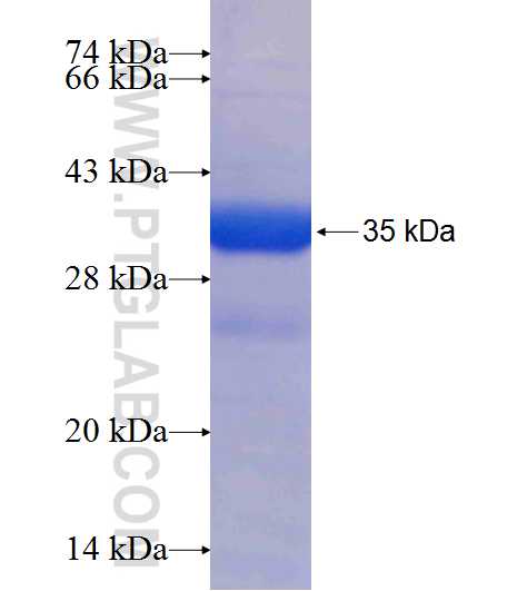 EXOSC2 fusion protein Ag7003 SDS-PAGE