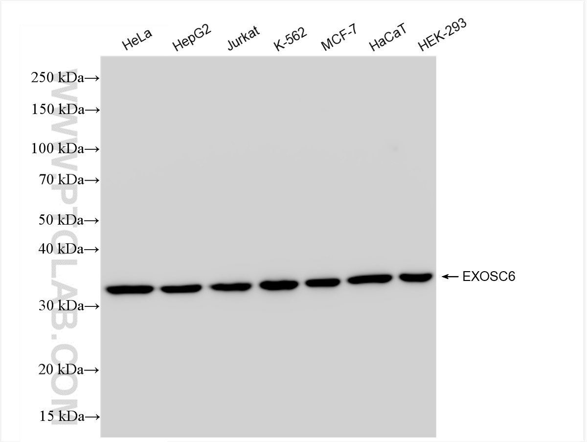 WB analysis using 84346-4-RR