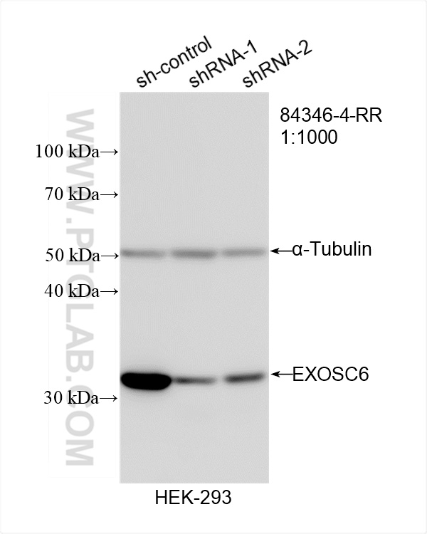 WB result of EXOSC6 antibody (<a class='green' href='/productredirect?CatalogNo=84346-4-RR' target='_blank'>84346-4-RR</a>; 1:1000; incubated at room temperature for 1.5 hours) with sh-Control and sh-EXOSC6 transfected HEK-293 cells. This data was developed using the same antibody clone with 84346-4-PBS in a different storage buffer formulation. WB analysis of HEK-293 using 84346-4-RR (same clone as 84346-4-PBS)