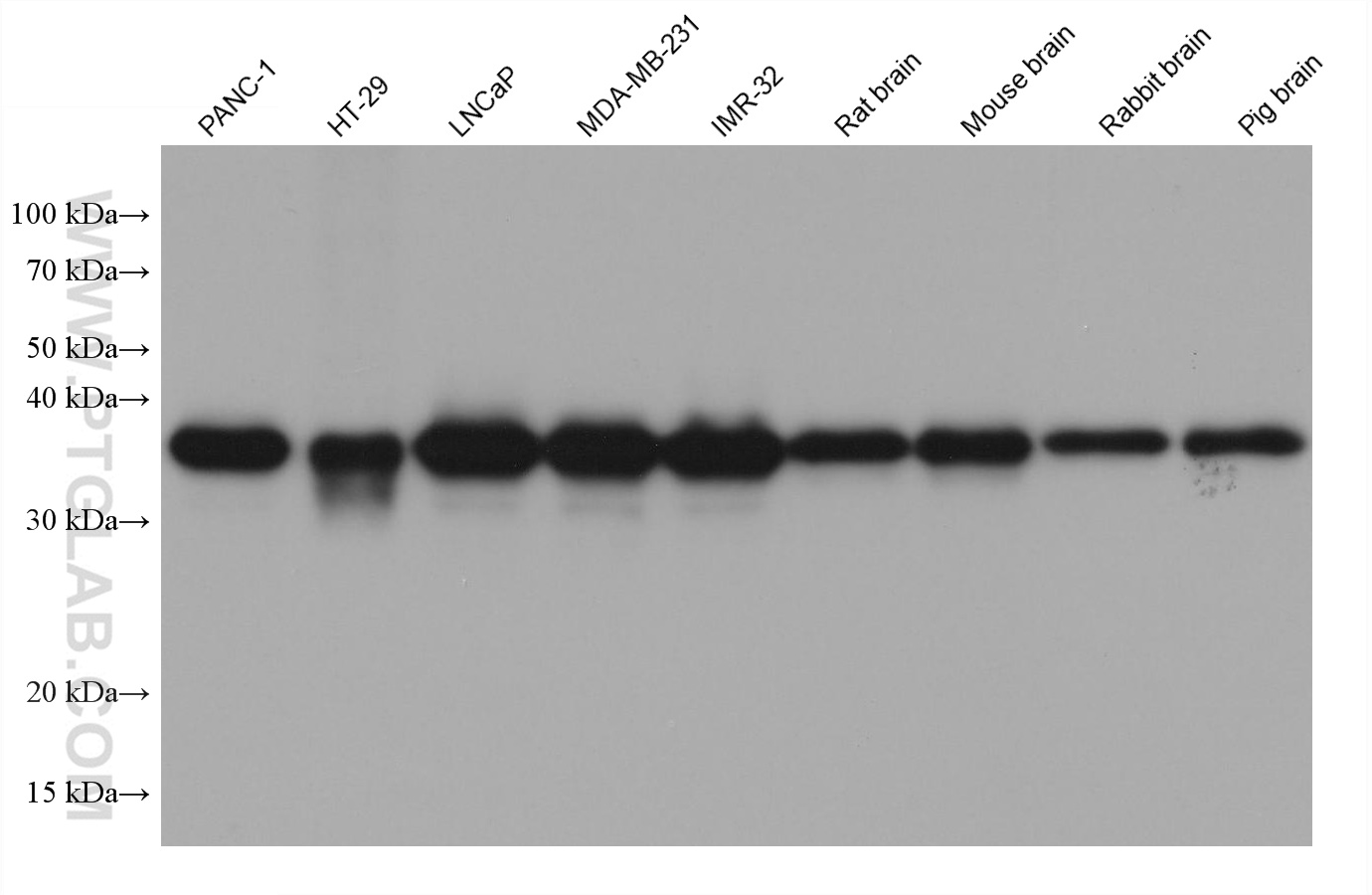 WB analysis using 68456-1-Ig