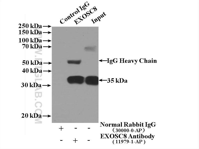 IP experiment of HEK-293 using 11979-1-AP