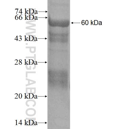EXT1 fusion protein Ag0171 SDS-PAGE