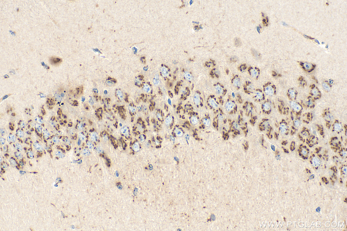 IHC staining of mouse brain using 12828-1-AP