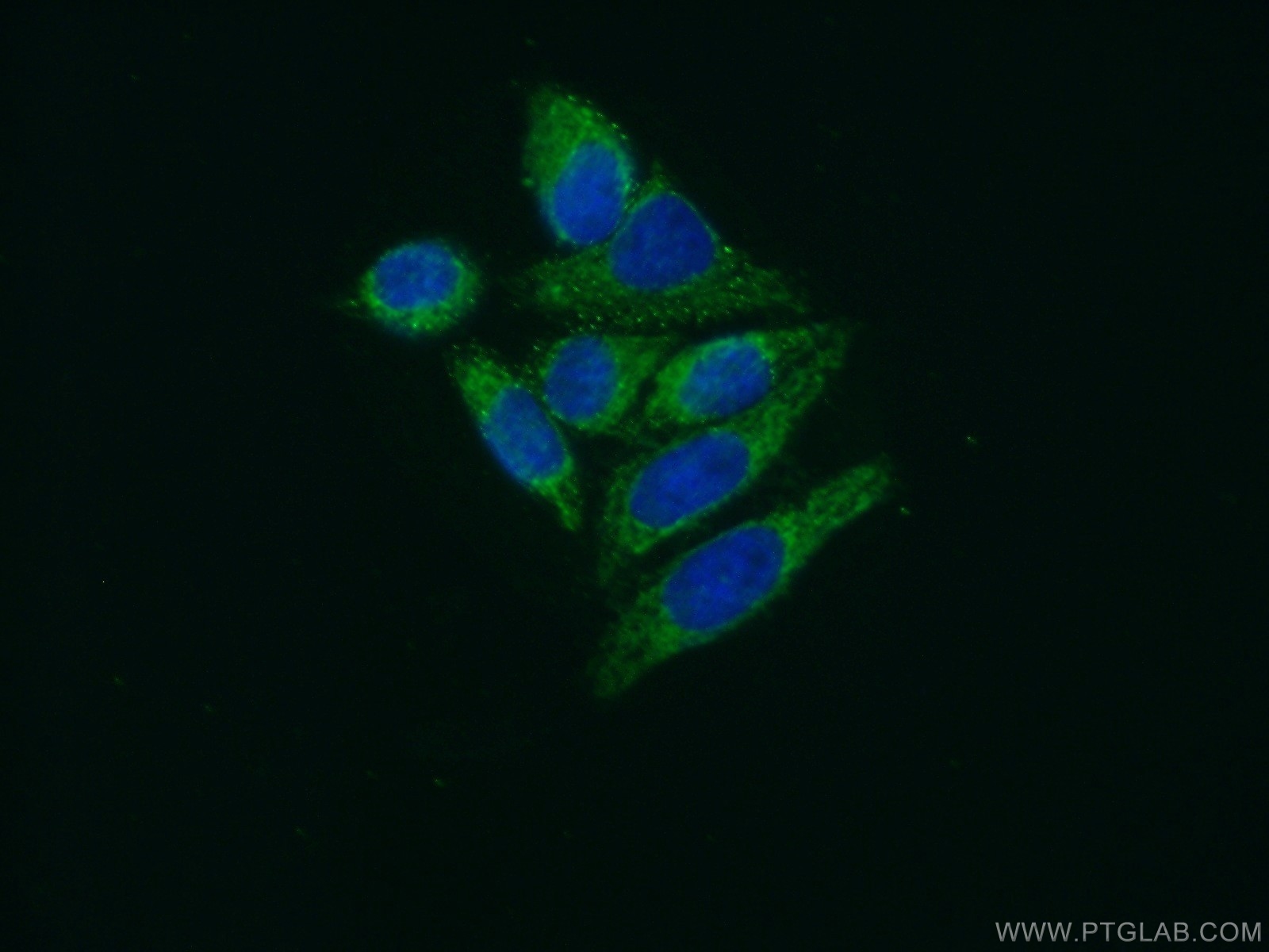 IF Staining of HepG2 using 10588-1-AP