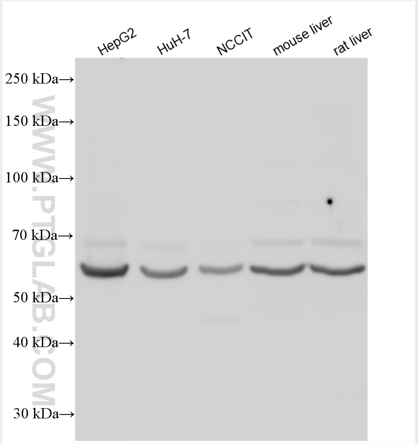 WB analysis using 22658-1-AP