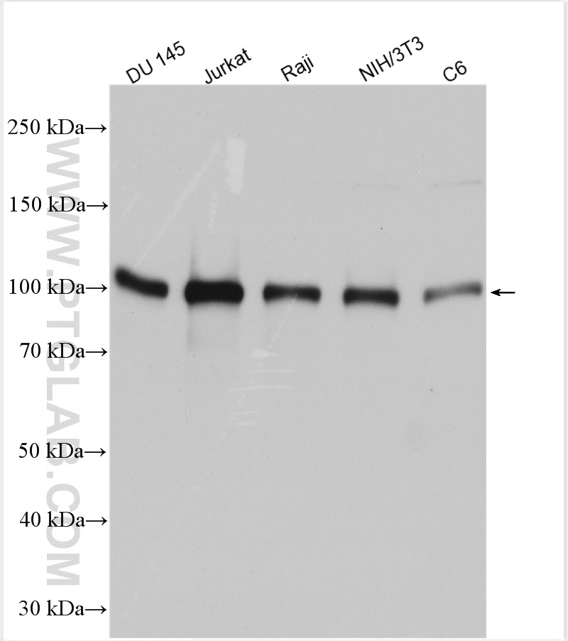 WB analysis using 21800-1-AP