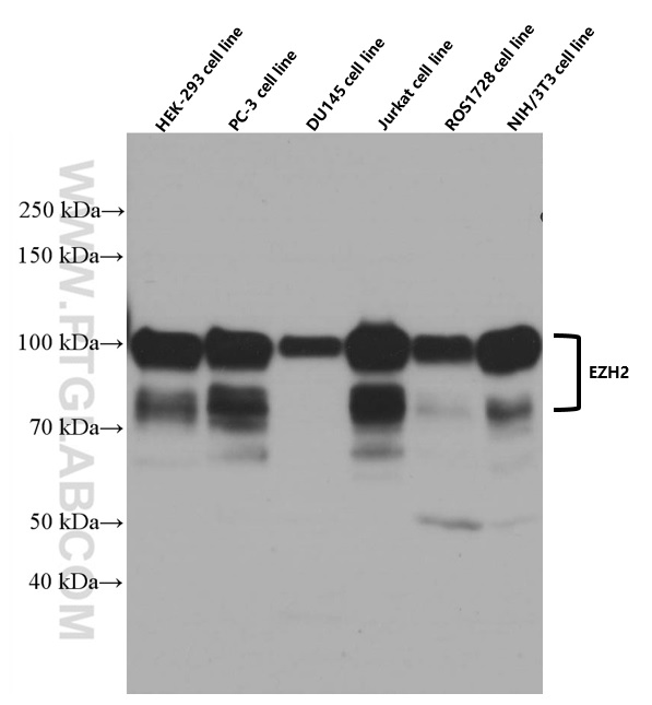 WB analysis using 66476-1-Ig