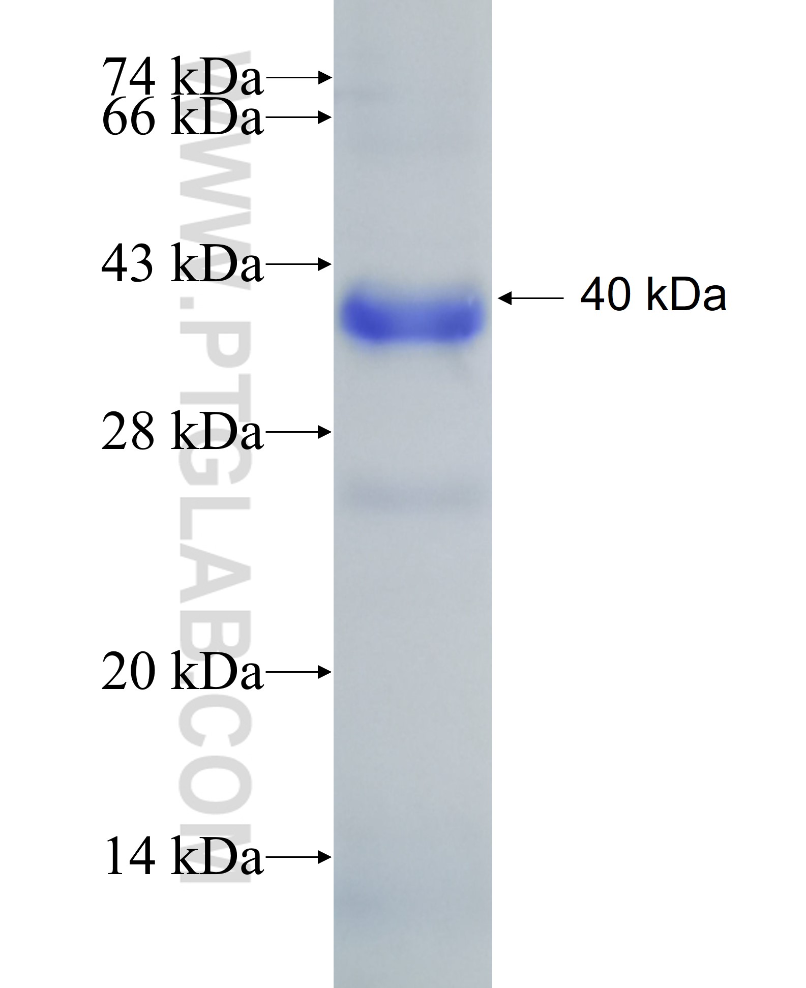 EZH2 fusion protein Ag9142 SDS-PAGE