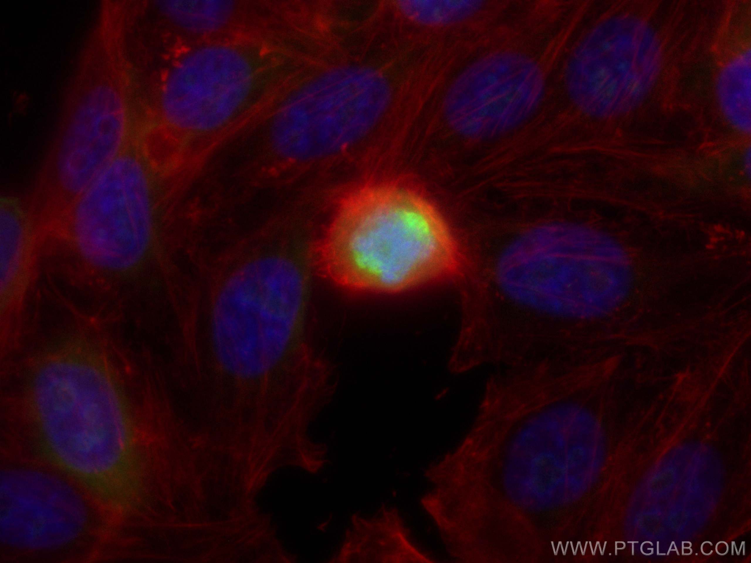 IF Staining of HepG2 using CL488-23333
