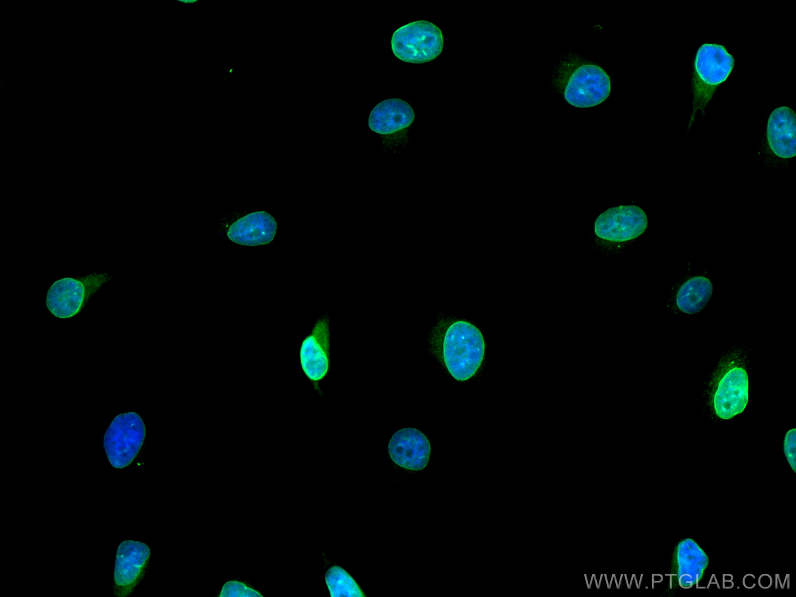 IF Staining of HeLa using CL488-10351