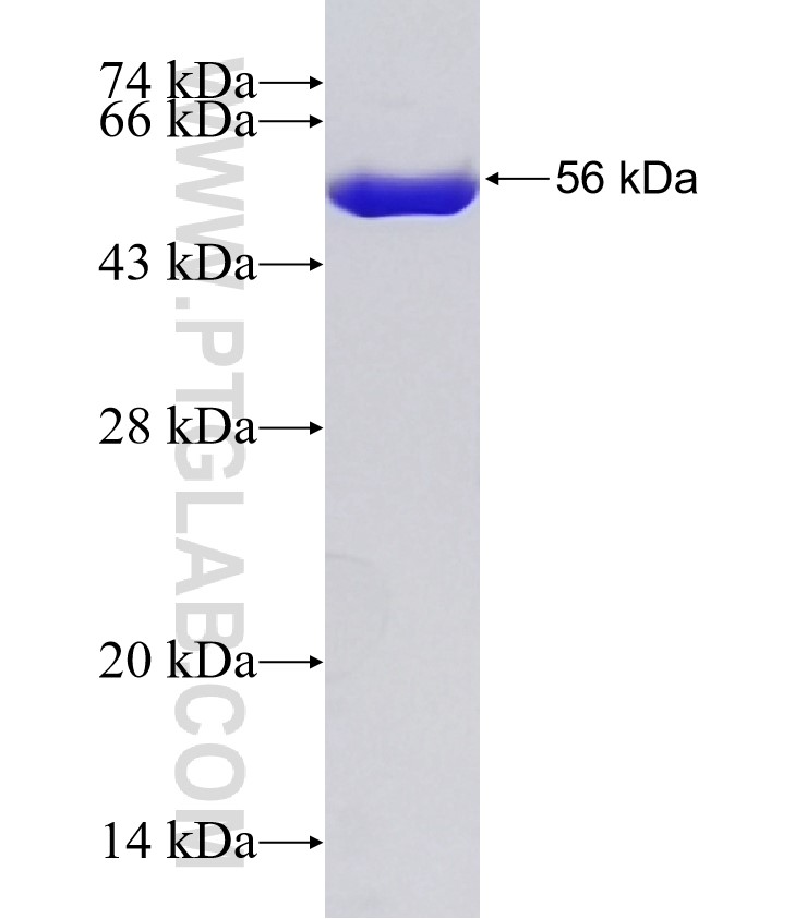 Endo H fusion protein Ag32770 SDS-PAGE Endo H fusion protein Ag32770 SDS-PAGE