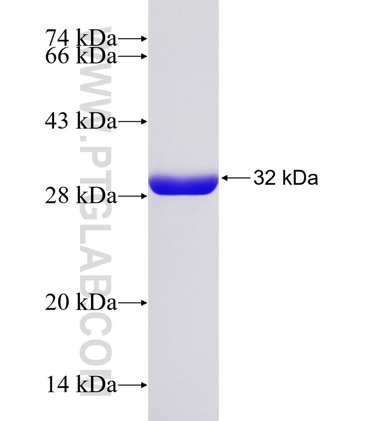 Endo H fusion protein Ag32779 SDS-PAGE