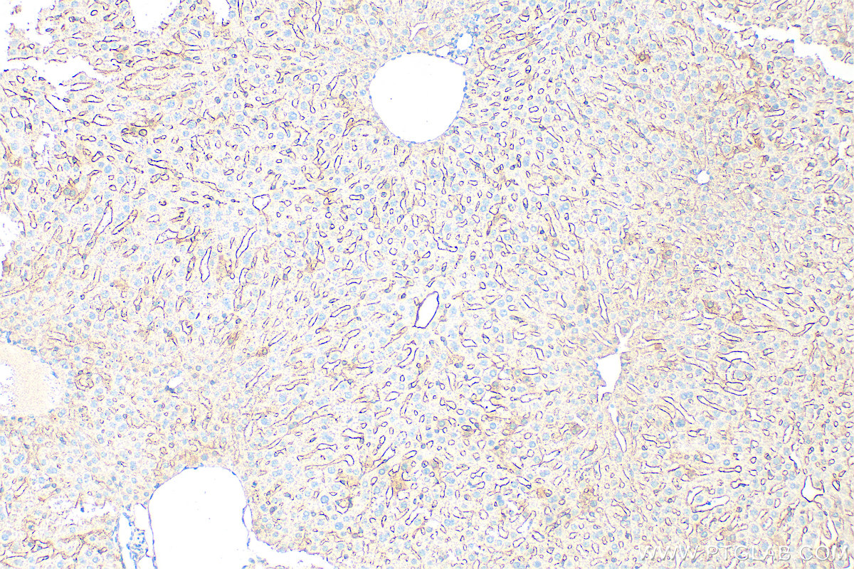 IHC staining of mouse liver using 32665-1-AP