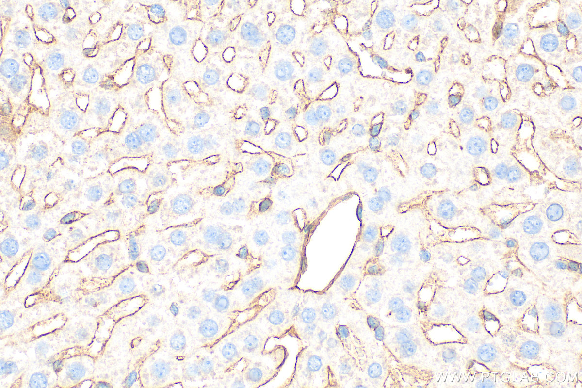 IHC staining of mouse liver using 32665-1-AP