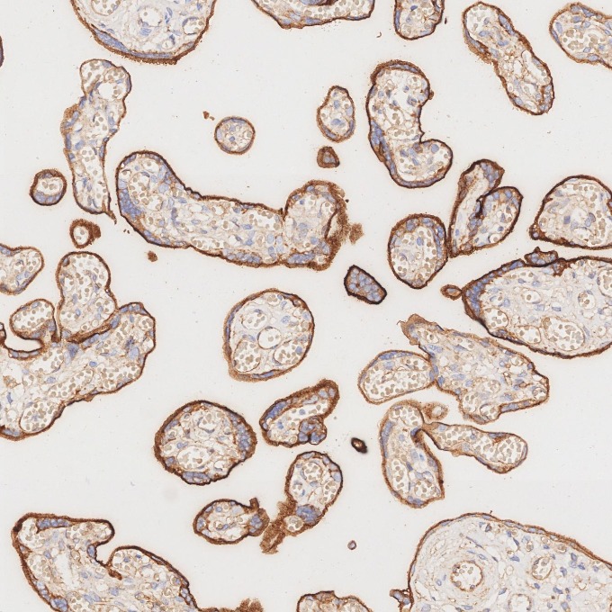 IHC staining of human placenta using 82993-6-RR